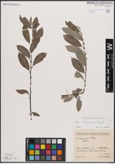 Foto von Salix cantabrica Rech. f.